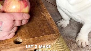 Funnydogs 8