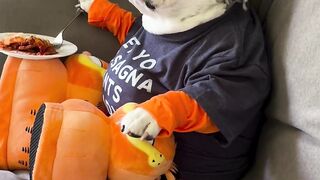 Funnydogs 9