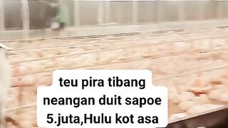 ayam broiler || kata kata lucu 180