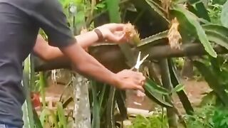 Only appearing once every 100 years, the most sought after heirloom bulu perindu.