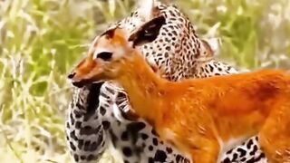 Deer friendship with the tiger ????#febspot
