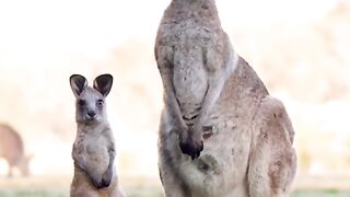 Cangaroo with baby????#febspot