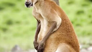 Cangaroo masti????#shorts #shortvideo #vairal #trending