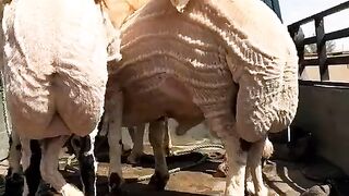 Sardi ke din with Animals ????#Trending️ #febspot