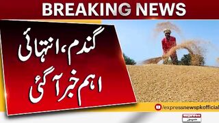 Wheat In Pakistan  Latest Updates  Farmer In Pakistan