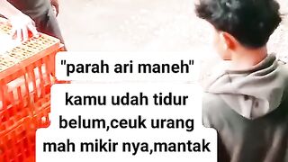 ayam broiler || kata kata lucu 182
