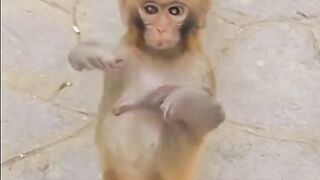 Happy monkey 3