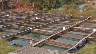 Budidaya ikan lele di kolam JARING