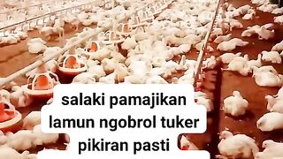 ayam broiler || kata kata lucu 184