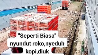 ayam broiler || kata kata lucu 186