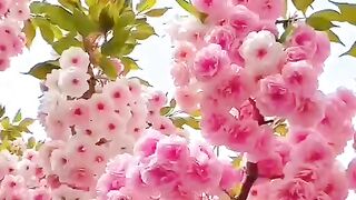 Beauty flowers