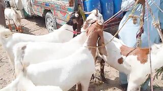 Cheapest animal by degree