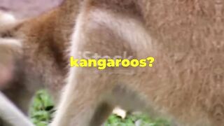Kangaroo Kicks: Fast Facts in a Flash!