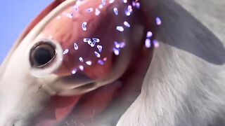 A Parasite That Causes Self-Sacrifice????
