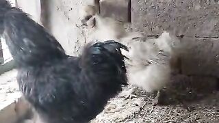 Black hen on the ground