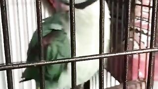 Green parrot ll red beak