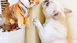 Funniest dog   scary????