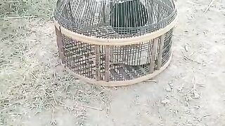 Birds of paradise 2