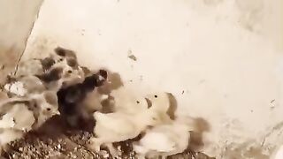 Clothes for chicken
