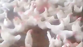 Matka for Chicken