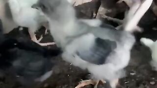 Da pen soka