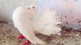 Ama ikhlas