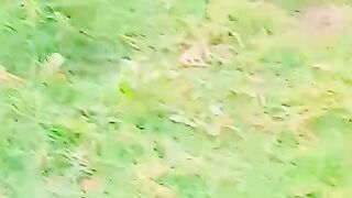 Grassy ground