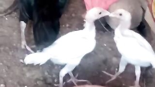 Whites ll gjjkk