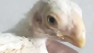 White headed 2