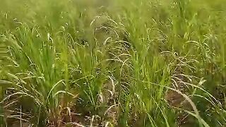 The field of sugar cane