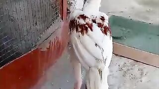 Red spot in white