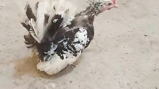 The hen tail