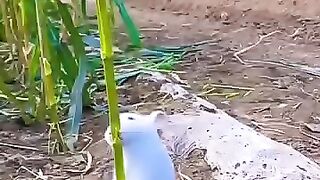 খরগোশ কি খায়