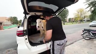 Shippu Ne Fortuner Legender Ki Ride Li ???? _ Agla Qurbani Ka Janwar Kab Aye Ga _ ????