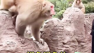 Funny monkey ???? please subscribe. And like. ❤️
