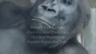 Ojo gur nayawang to