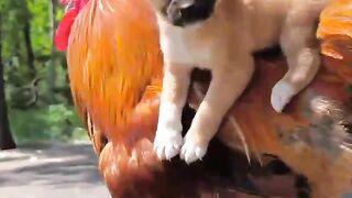 #dog_riding_big_rooster_to_travel #cutepet #dog #cutedog