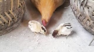 desi chicks home breed