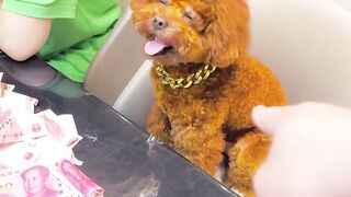 Must to watch dog stolen money from owner