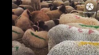 أضحية العيد في المغرب