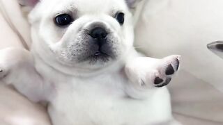 Cute dog video lovely