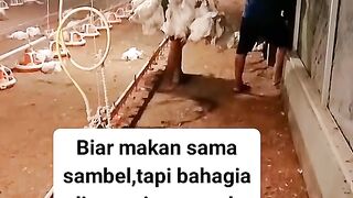 ayam broiler || kata kata lucu 201
