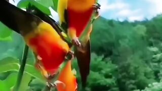 beauty _bird are chirping wildlife