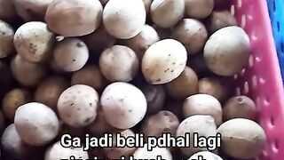 Duku dan Langsep