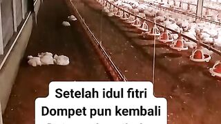 ayam broiler || kata kata lucu 202