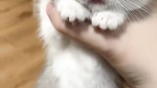 Baby cat 7