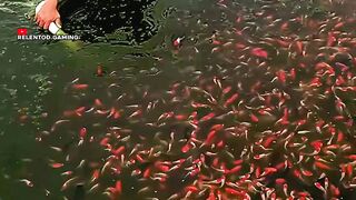 JURU PENANGKAP IKAN SUNGGUH LUAR BIASA