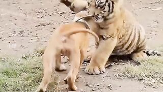 Tiger and dog friendship