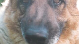 Revealed! Surprising Facts About Butterflies You Never Imagined! #factsanimal #shorts #butterfly