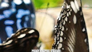 Dog Secrets Amazing Facts That Will Blow Your Mind! #factsanimal #dog #shorts